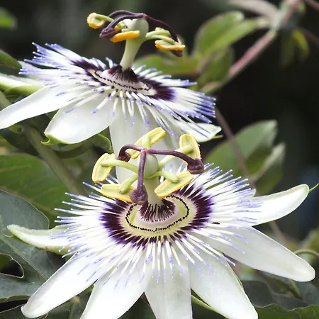 Hotell Kadirga Assos