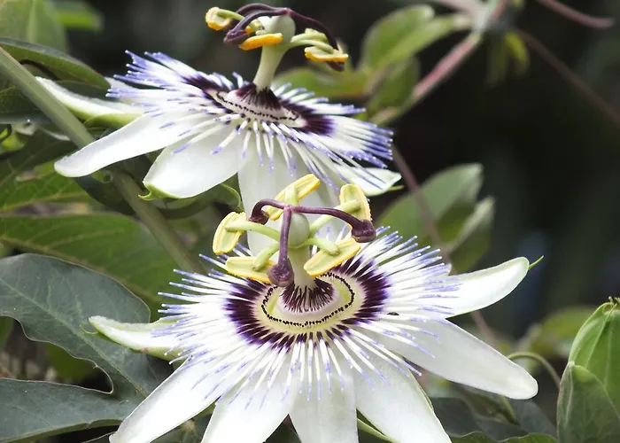 Szálloda Kadirga Assos